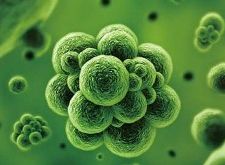 抗微生物整理剂